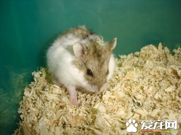 仓鼠能活多久 寿命的长短也受到生活环境