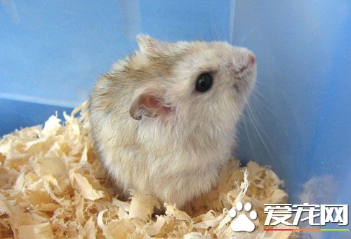 如何从外观上判断仓鼠年龄 选购适龄的仓鼠