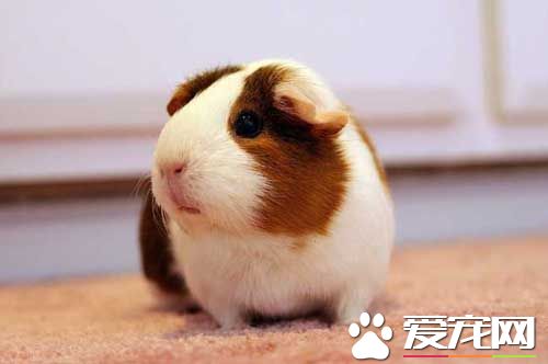 豚鼠得了肺炎怎么办 如何诊断与预防