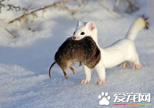 雪貂缺乏维生素B的病因 症状以及病理变化