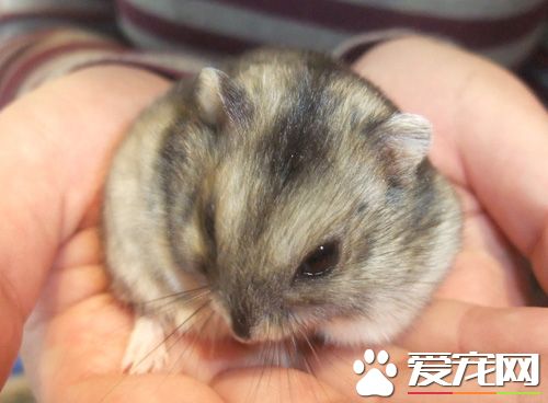 仓鼠拉肚子是什么原因 天气或者饮食上导致的