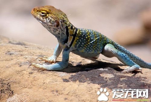 蜥蜴有代谢性骨骼疾病怎么办 病因是什么