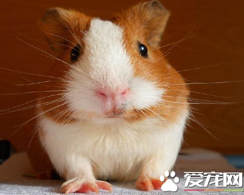 如何确认豚鼠是不是得了糖尿病 简单易学的方法