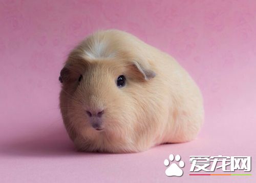 豚鼠感染巨细胞病毒怎么办 临床症状是什么