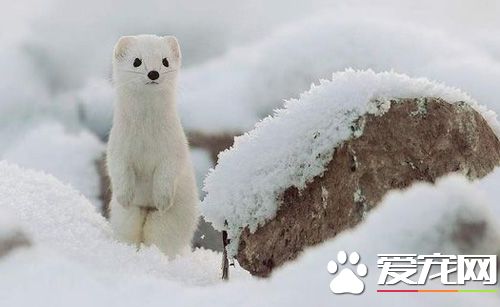 雪貂皮肤得了湿疹怎么办 病因是什么