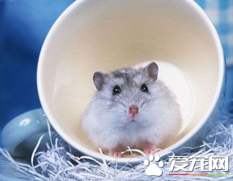 仓鼠难产该怎么办 教你详细的操作步骤