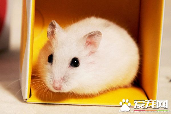 仓鼠有哪些种类 一共有24种类的仓鼠