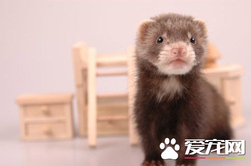 宠物貂霉玉米中毒怎么办 立即停喂有毒饲料