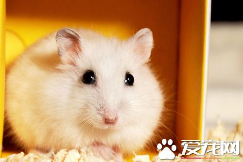 仓鼠软便怎么办 简单的食疗方法帮你解决