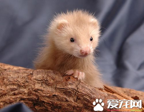 宠物貂感冒了怎么办 适当控制房间温度的变化