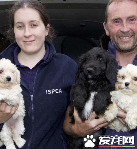 警方接到非法交易的报警 打开车厢竟全是小狗