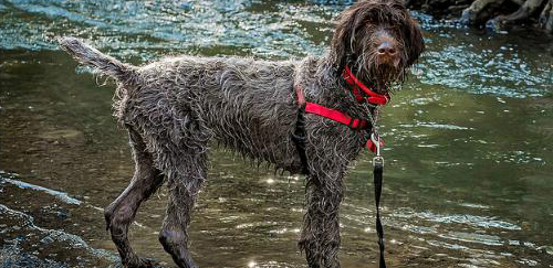 刚毛指示格里芬犬