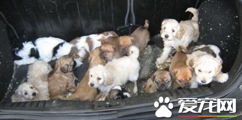 警方接到非法交易的报警 打开车厢竟全是小狗