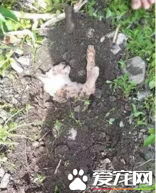 路上遇到流浪猫的尸体 小朋友温暖地安葬了它