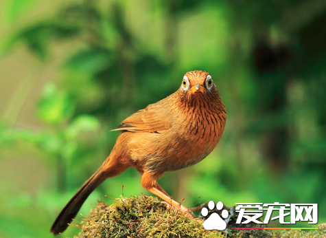 画眉鸟感冒吃什么药 喂食红霉素或土霉素