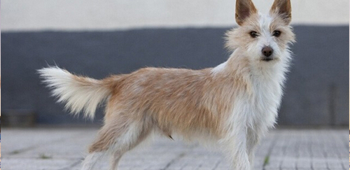 葡萄牙波登可犬