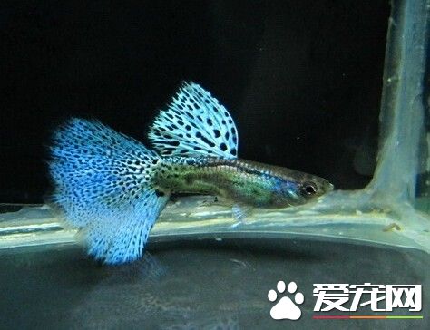 孔雀鱼烂尾怎么治 孔雀鱼烂尾症状及治疗方法