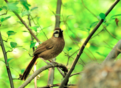 怎样捕捉野生画眉鸟 用安“媒子”鸟的办法