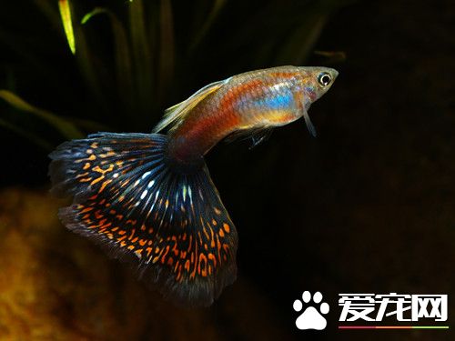 孔雀鱼疾病防治 孔雀鱼一般常见的病症