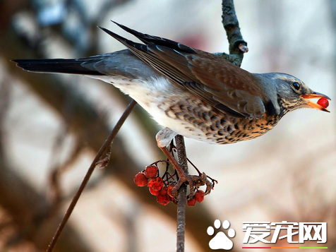 画眉鸟吃什么最好 喂养不可缺少的三种食物