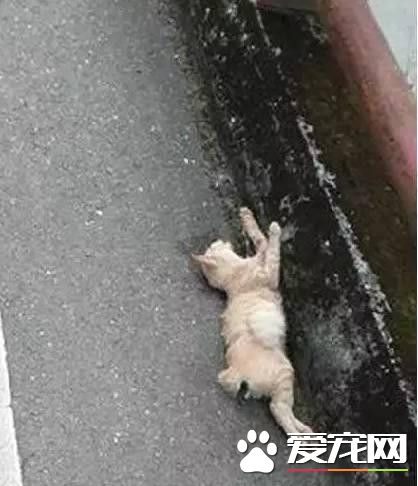 路上遇到流浪猫的尸体 小朋友温暖地安葬了它