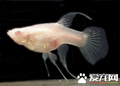 刚生的孔雀鱼怎么养 刚生孔雀鱼饲养注意地方