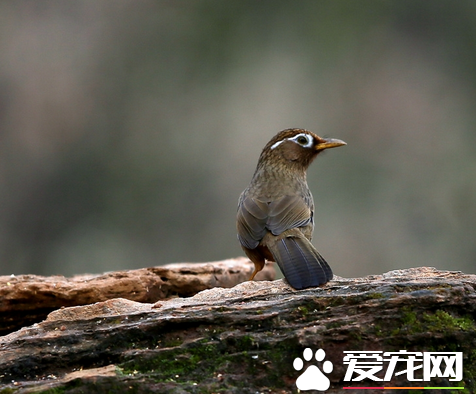 画眉鸟最贵多少钱 画眉鸟最贵的50万一只