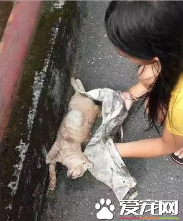 路上遇到流浪猫的尸体 小朋友温暖地安葬了它