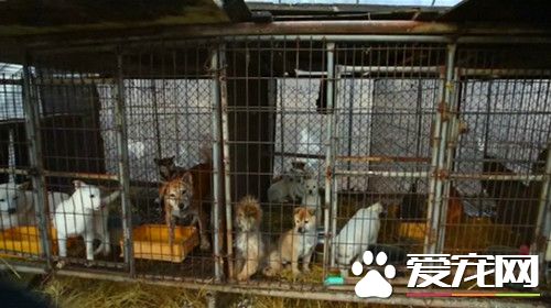 狗狗关押在工厂等待被人类食用 相关人员及时救援