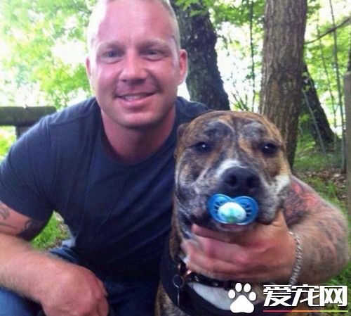 狗狗遭强制带离并安乐死 男子吞药追随