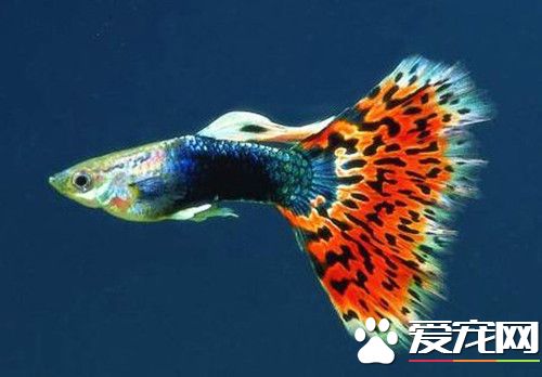 怎样养孔雀鱼 孔雀鱼饲养的注意技巧