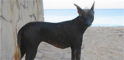 墨西哥无毛犬