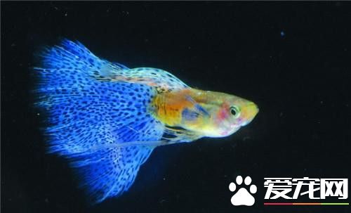 孔雀鱼病症 孔雀鱼水质的常见疾病治疗