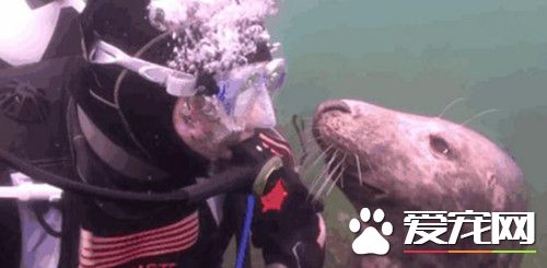 潜水员在海底见到撒娇海豹 画面太温馨了