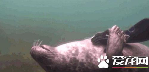 潜水员在海底见到撒娇海豹 画面太温馨了