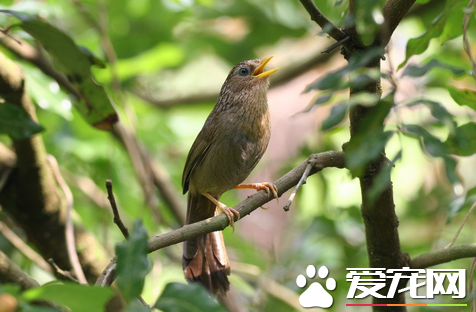 画眉鸟斗鸟挑选 从外形精神上面来挑选斗鸟