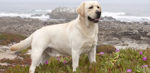 拉布拉多寻回犬