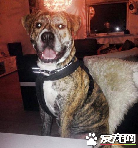 狗狗遭强制带离并安乐死 男子吞药追随