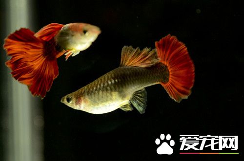 怎么看孔雀鱼是否怀孕 判断孔雀鱼怀孕方法