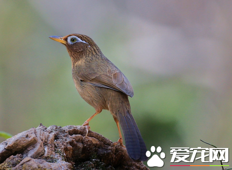 怎样驯养画眉鸟 首先要掌握它的习性和特点
