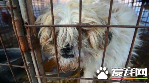 狗狗关押在工厂等待被人类食用 相关人员及时救援