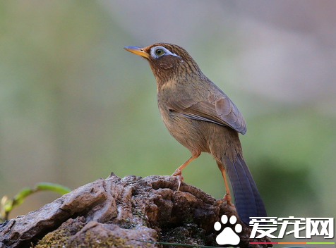 怎么选画眉鸟 关键的关键是要选脾气好