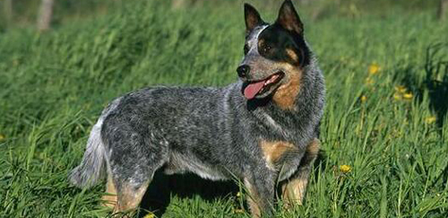 澳大利亚牧牛犬