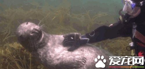 潜水员在海底见到撒娇海豹 画面太温馨了