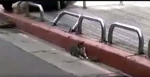 猫和老鼠正面相遇 竟然还主动让路给它过