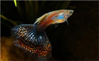孔雀鱼发黑 孔雀鱼尾巴变黑原因及治疗方法