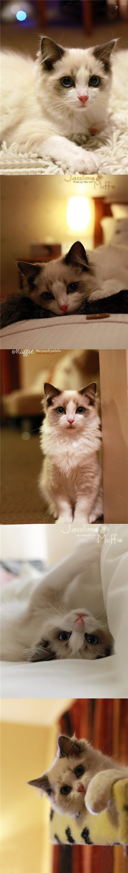 天使猫来着....太美了吧！