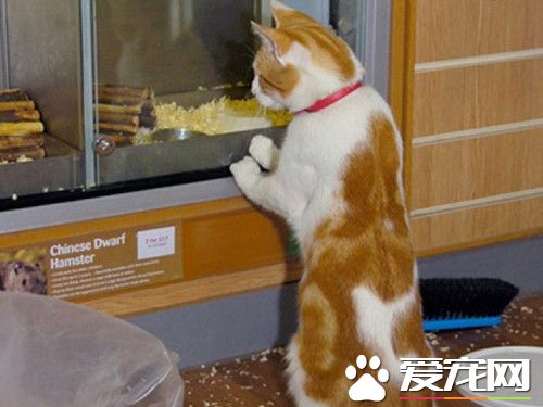 萌猫每天造访商店 望着橱窗里老鼠或鱼出神