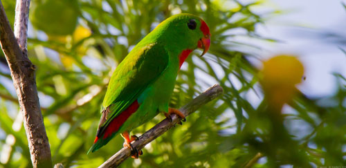 菲律宾悬吊鹦鹉