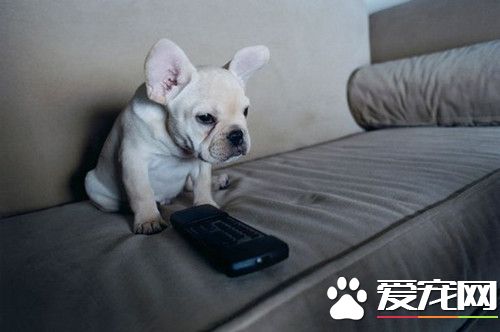 全球首款狗狗专用电视遥控器 明年上市